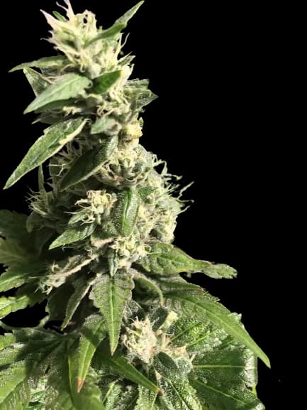 Gigabud Feminized