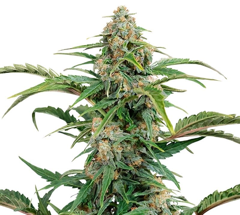 Glass Slipper cannabis seeds packaging — Royal King Seeds Canada