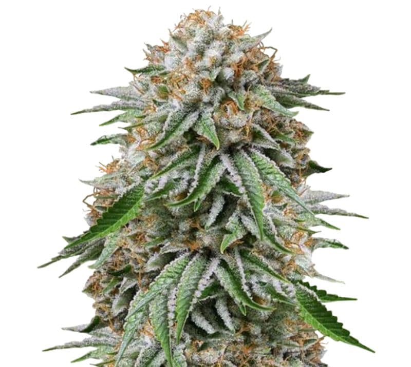 Go Time Feminized