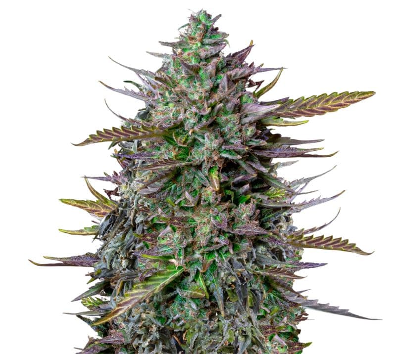 Goatlato Autoflower