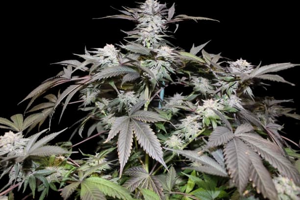 God Bud Feminized