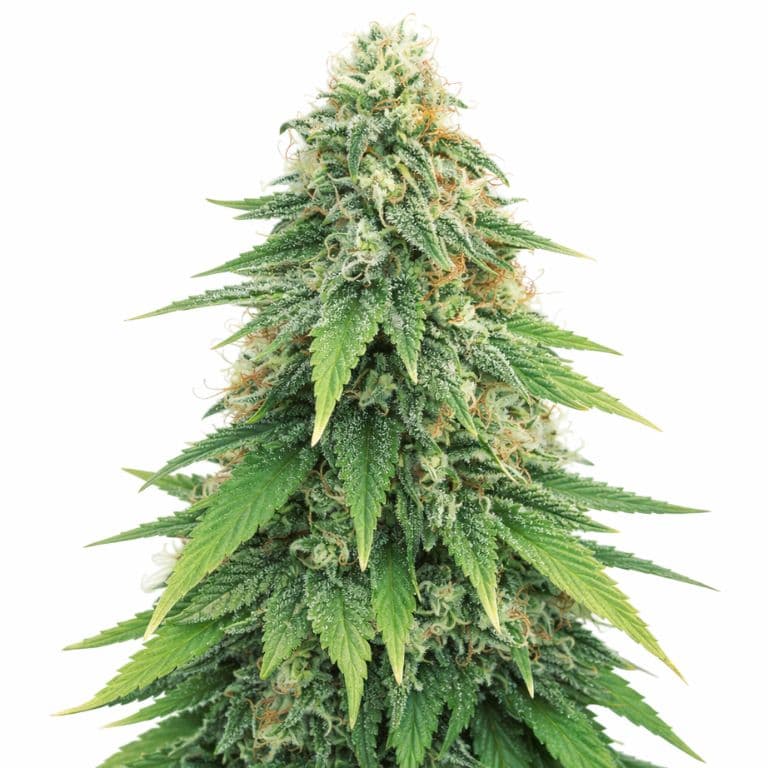 Godzilla cannabis seeds packaging — Royal King Seeds Canada