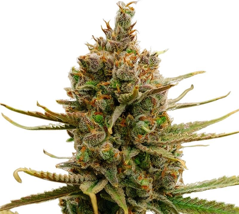 Gold Leaf Feminized