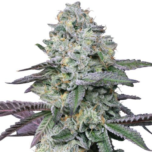 Goo Feminized
