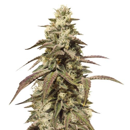 Grape Soda Autoflower