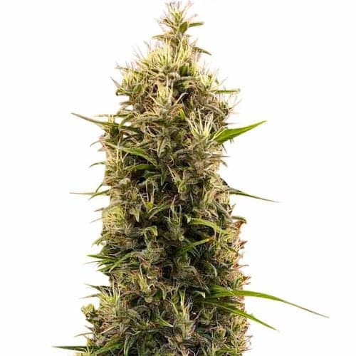 Grapefruit Feminized