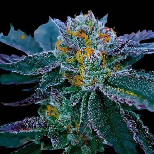 Gravity Autoflower