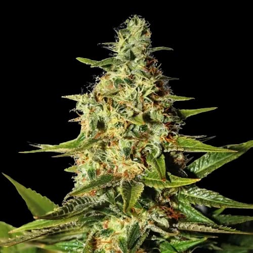 Green Queen Auto