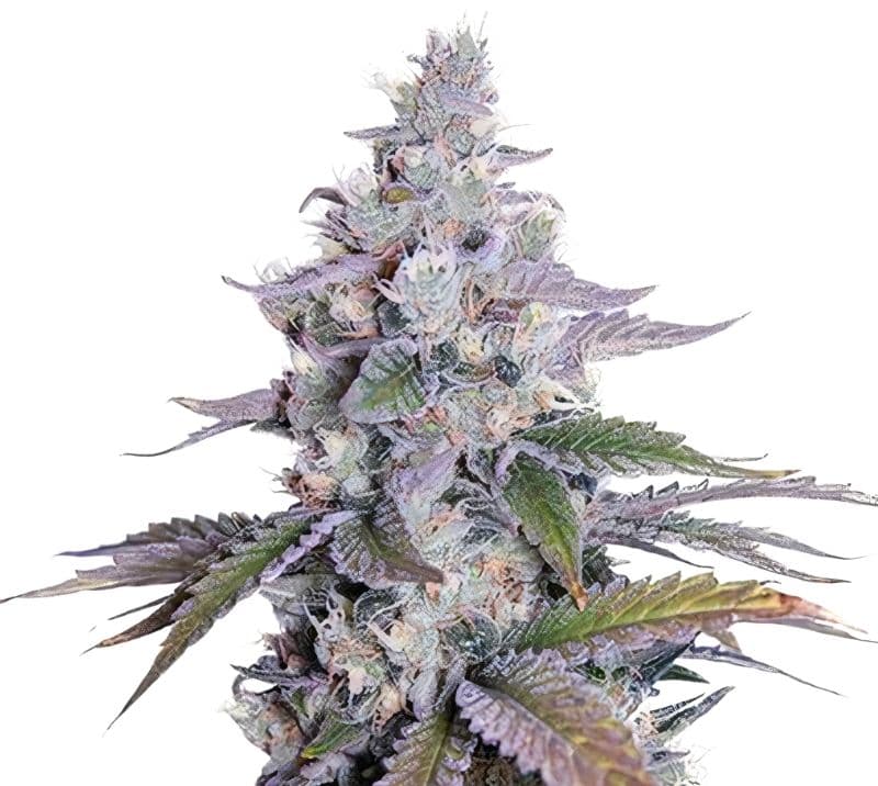 Grimace cannabis seeds packaging — Royal King Seeds Canada