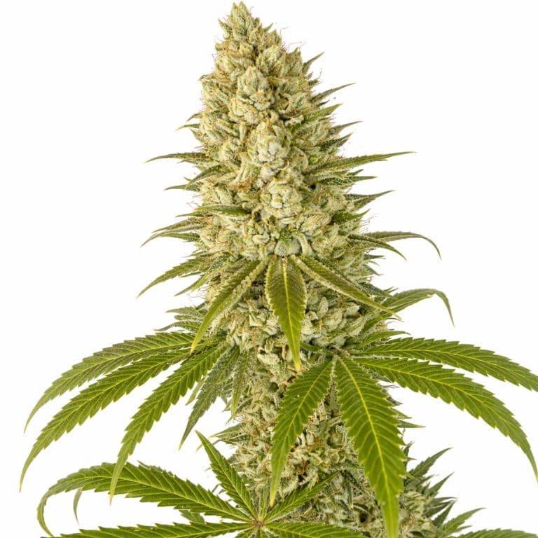 Guptilla Autoflower