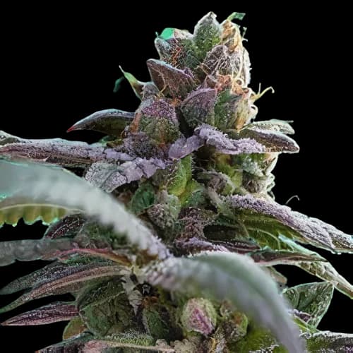 Gutbuster Feminized