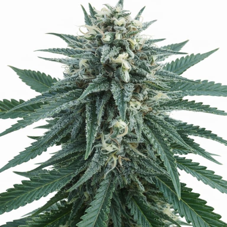 Han Burger Feminized