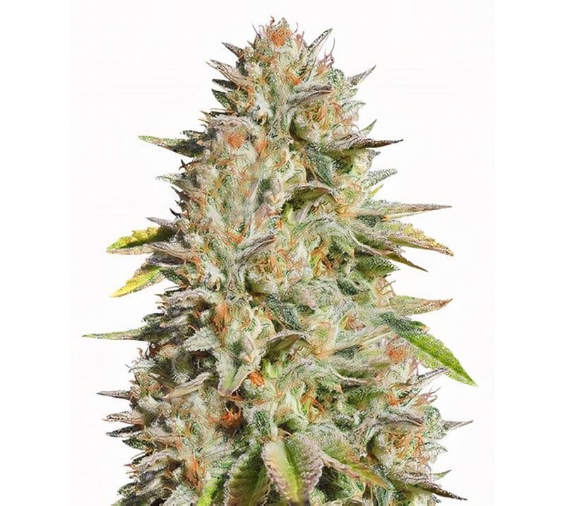 Harmonia cannabis seeds packaging — Royal King Seeds Canada