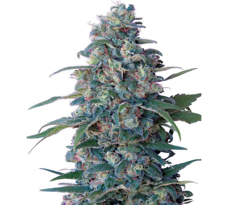 Hashberry Autoflower