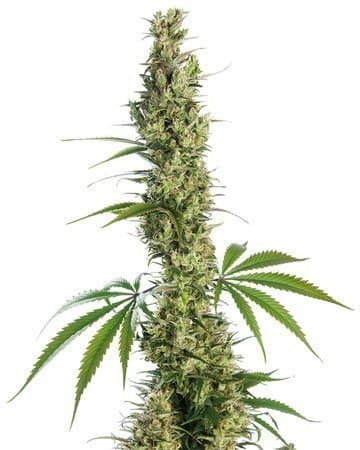 Haze XL Autoflower