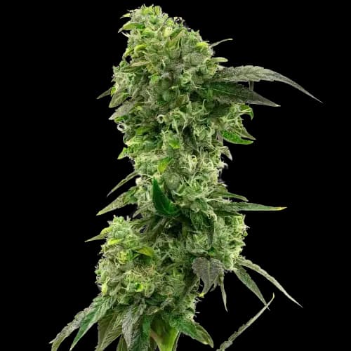 Hektol cannabis seeds packaging — Royal King Seeds Canada