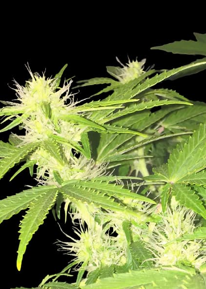 Hercules Feminized