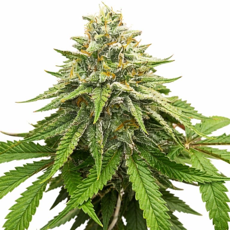 Herijuana cannabis seeds packaging — Royal King Seeds Canada