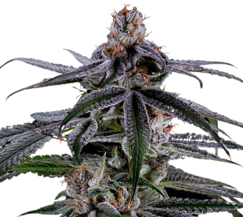 Highwayman Feminized