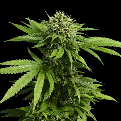 Hindu Skunk Auto