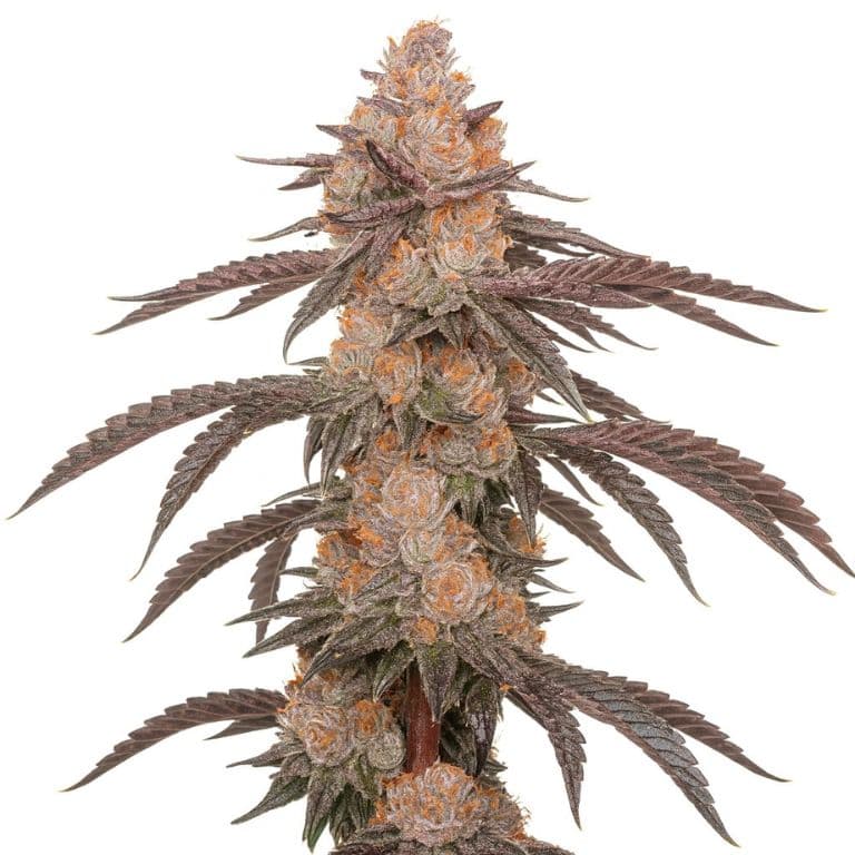 Hood Candy Feminized
