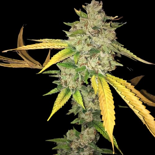 I-95 cannabis seeds packaging — Royal King Seeds Canada