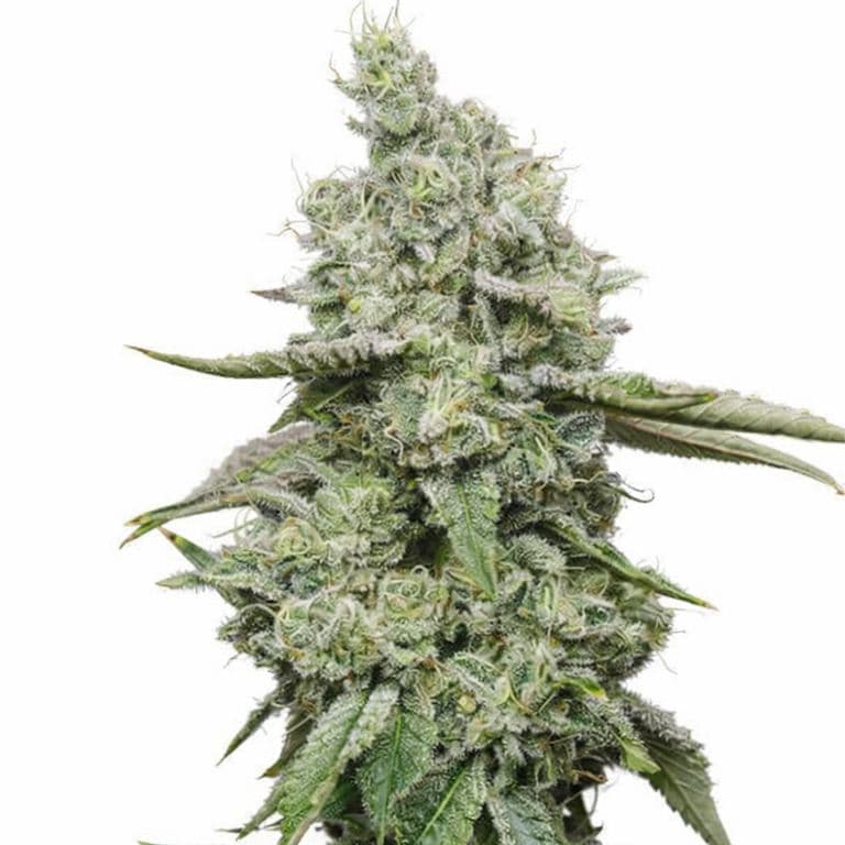 Ice Feminized