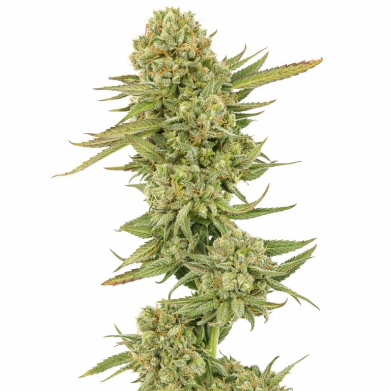 Ingrid Feminized
