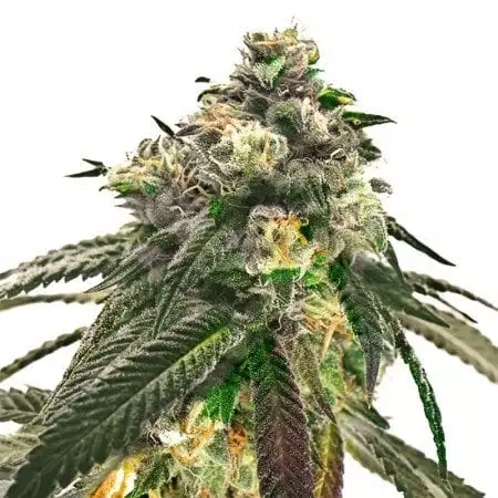 J1 Feminized