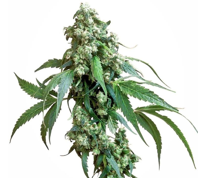 Jack Flash cannabis seeds packaging — Royal King Seeds Canada