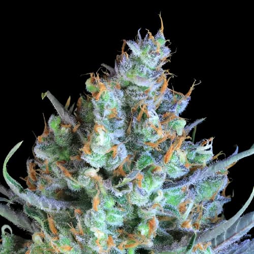 Jacked-Up Feminized
