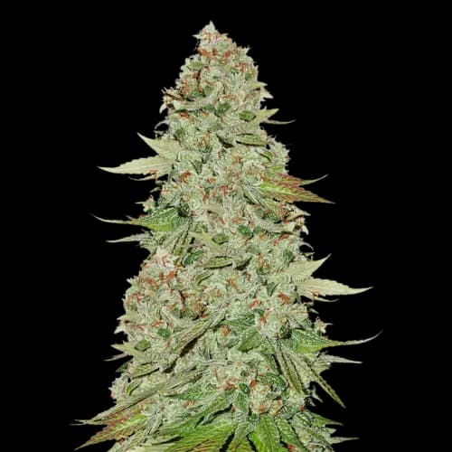 Jane Doe Feminized