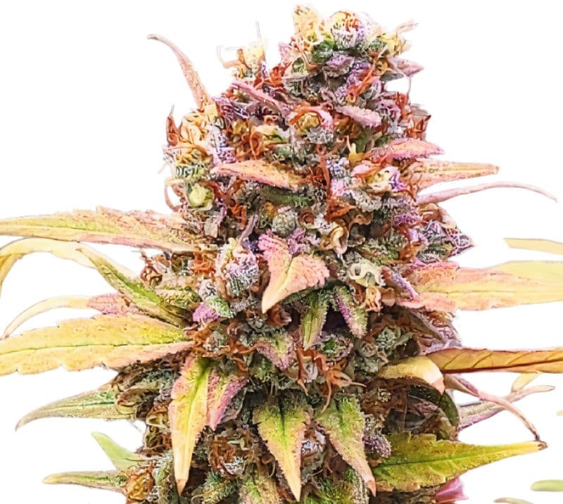 Jawa Pie Autoflower