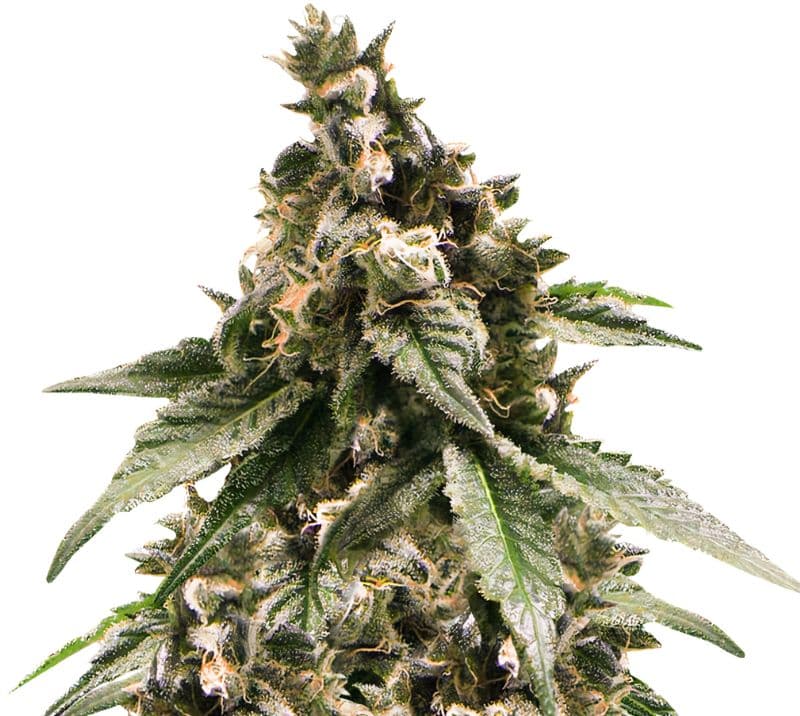 Jesus OG Auto