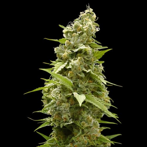 Jet Fuel Feminized