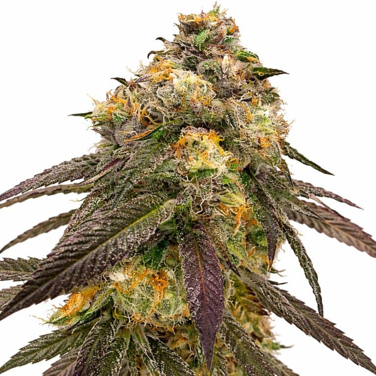 JGR cannabis seeds packaging — Royal King Seeds Canada