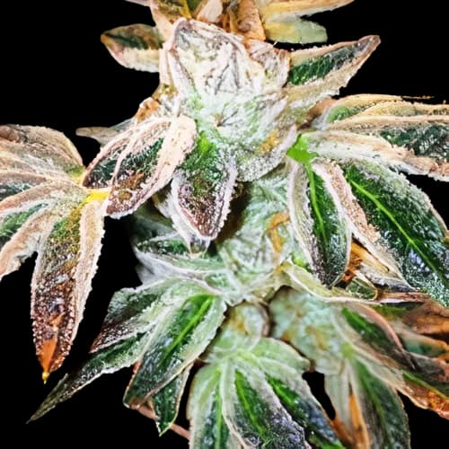 Jupiter OG Auto