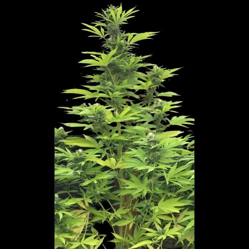 K-Train cannabis seeds packaging — Royal King Seeds Canada