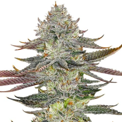 Kahuna Autoflower