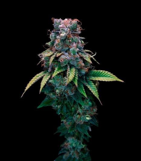 Kali Dog Feminized