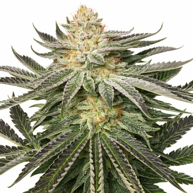Kali Mist cannabis seeds packaging — Royal King Seeds Canada