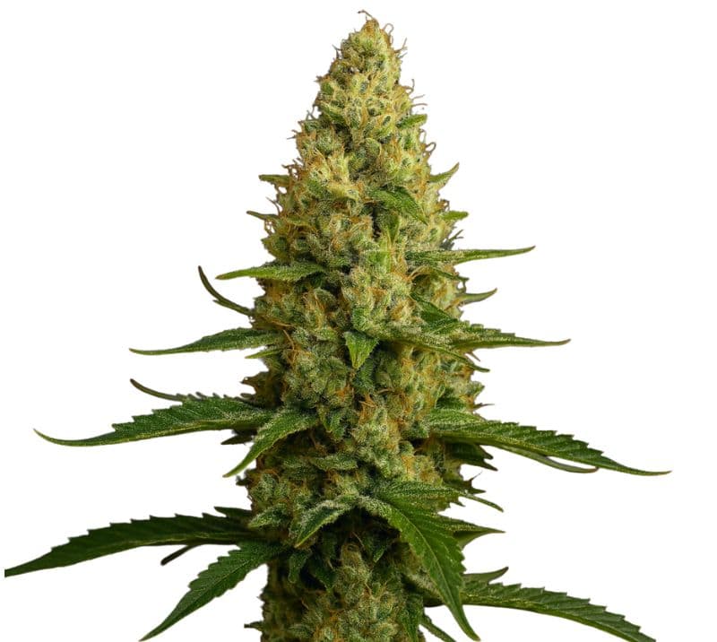 KC 33 Feminized