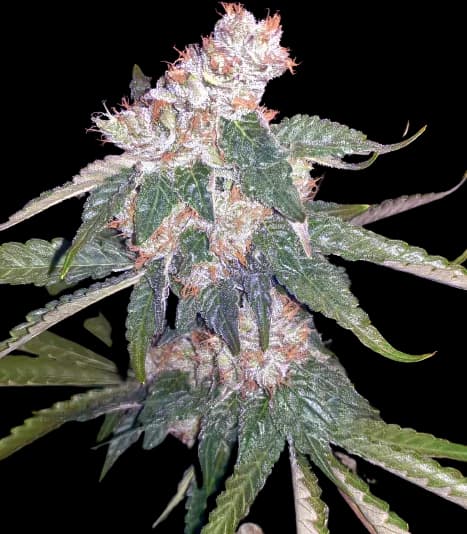 Killer Queen cannabis seeds packaging — Royal King Seeds Canada
