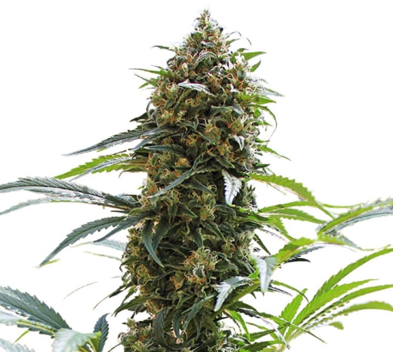 King Kong Feminized