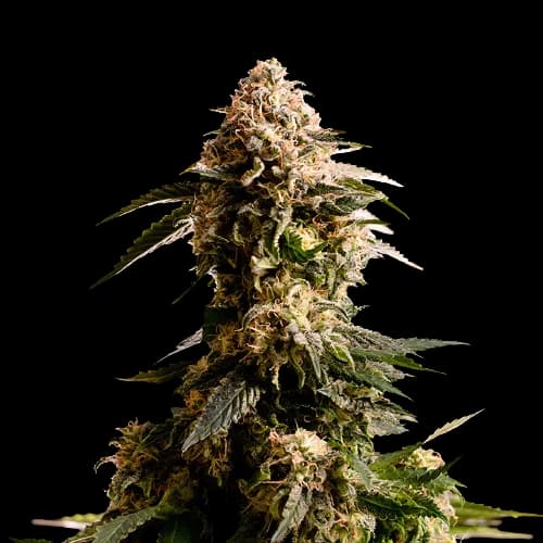 Kiss Feminized