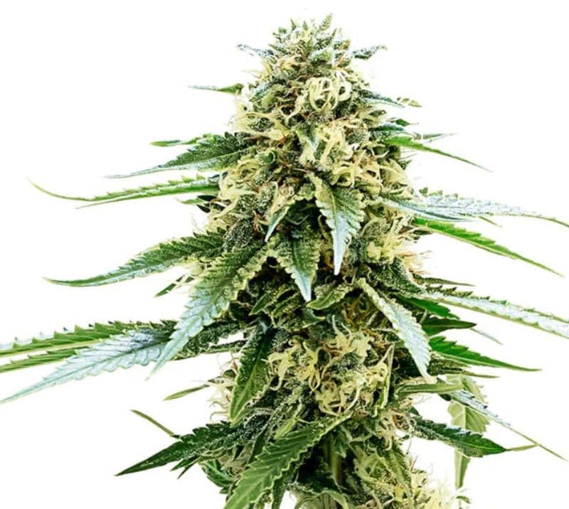 Kiwiskunk Feminized