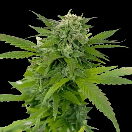Kong Feminized