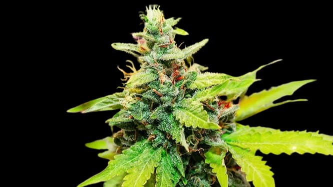 Kryptonite cannabis seeds packaging — Royal King Seeds Canada