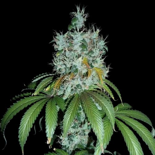 Kuchi cannabis seeds packaging — Royal King Seeds Canada