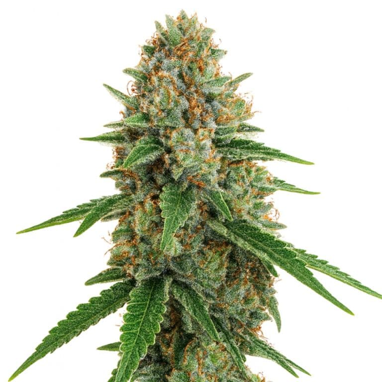 Kush Cake cannabis seeds packaging — Royal King Seeds Canada